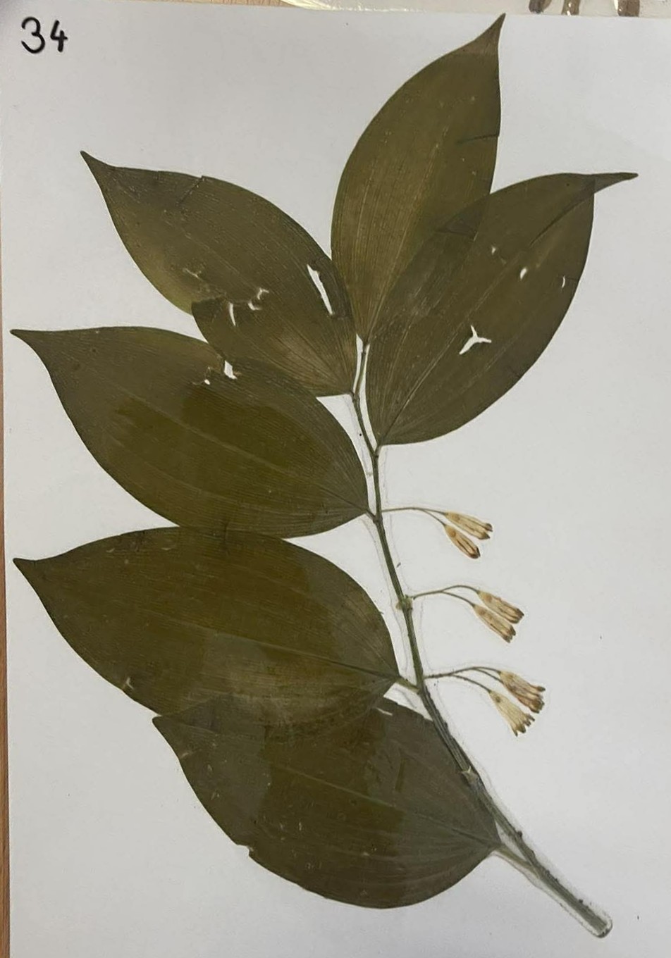 Rastlina Polygonatum multiflorum